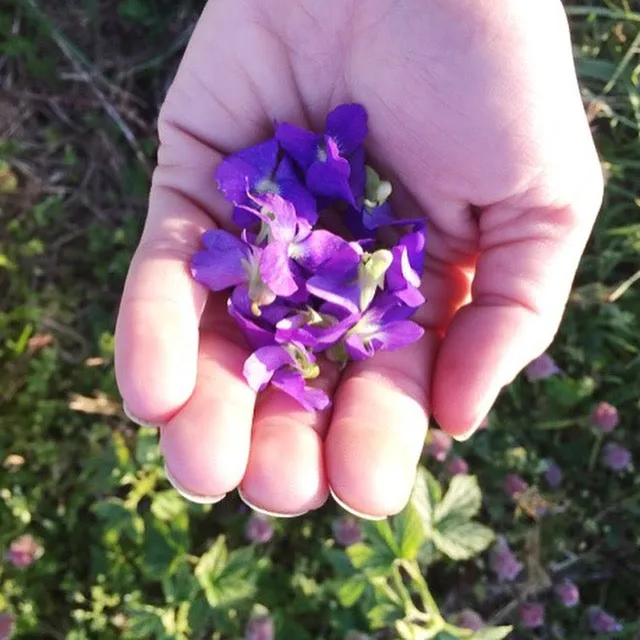 2025 Wild & Weedy: Plant ID & Nature Walk