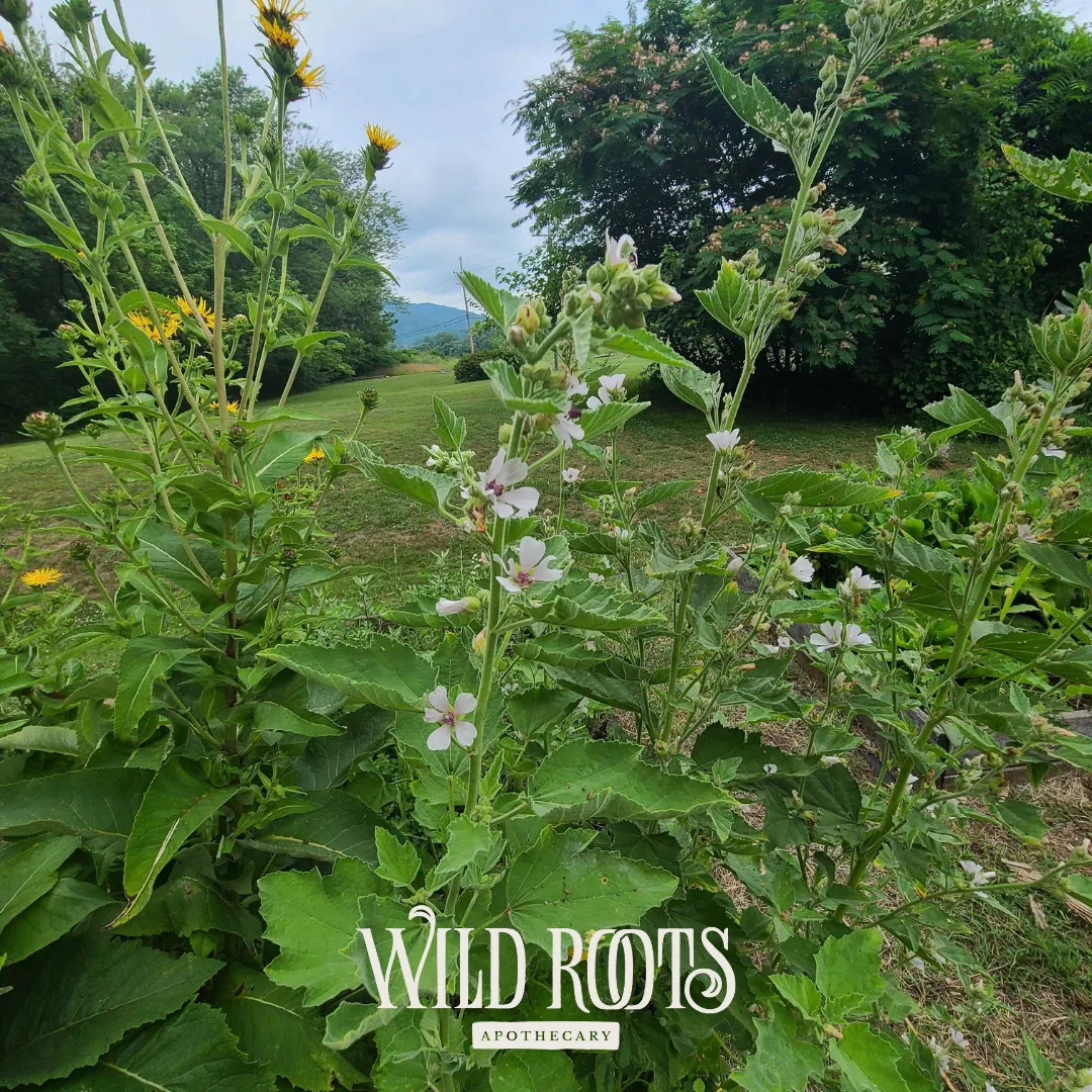 2025 Wild & Weedy: Plant ID & Nature Walk