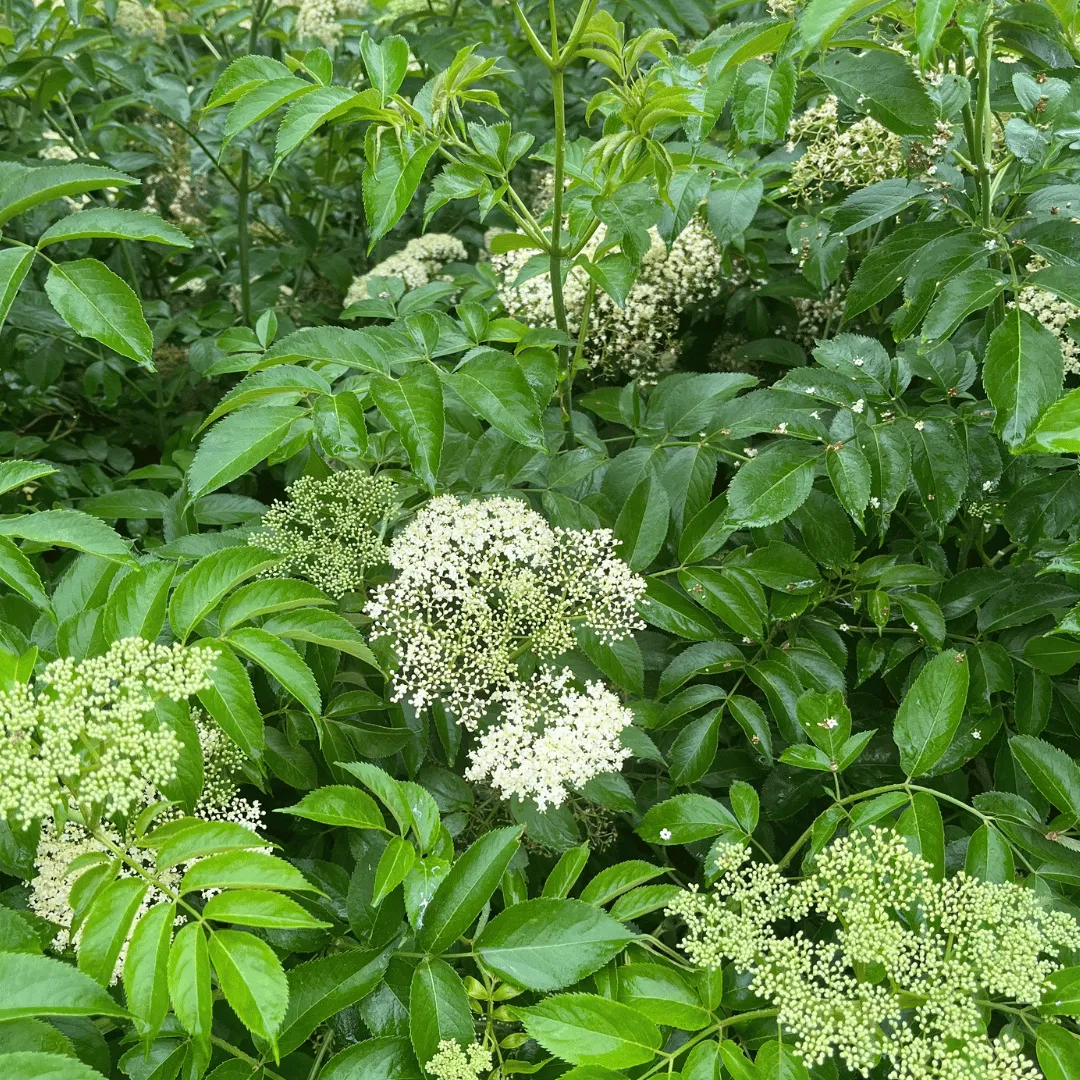 2025 Wild & Weedy: Plant ID & Nature Walk