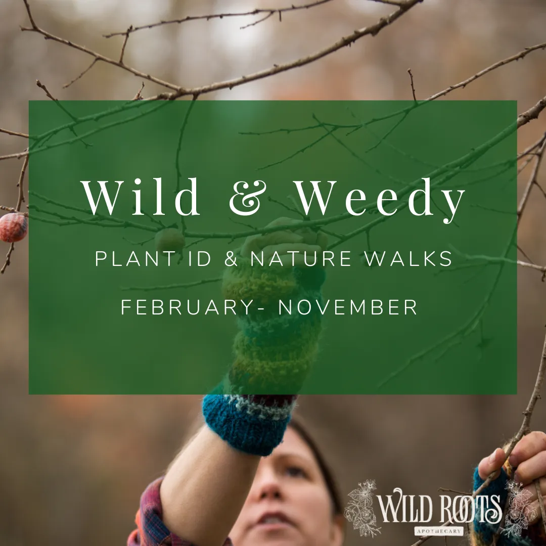 2025 Wild & Weedy: Plant ID & Nature Walk