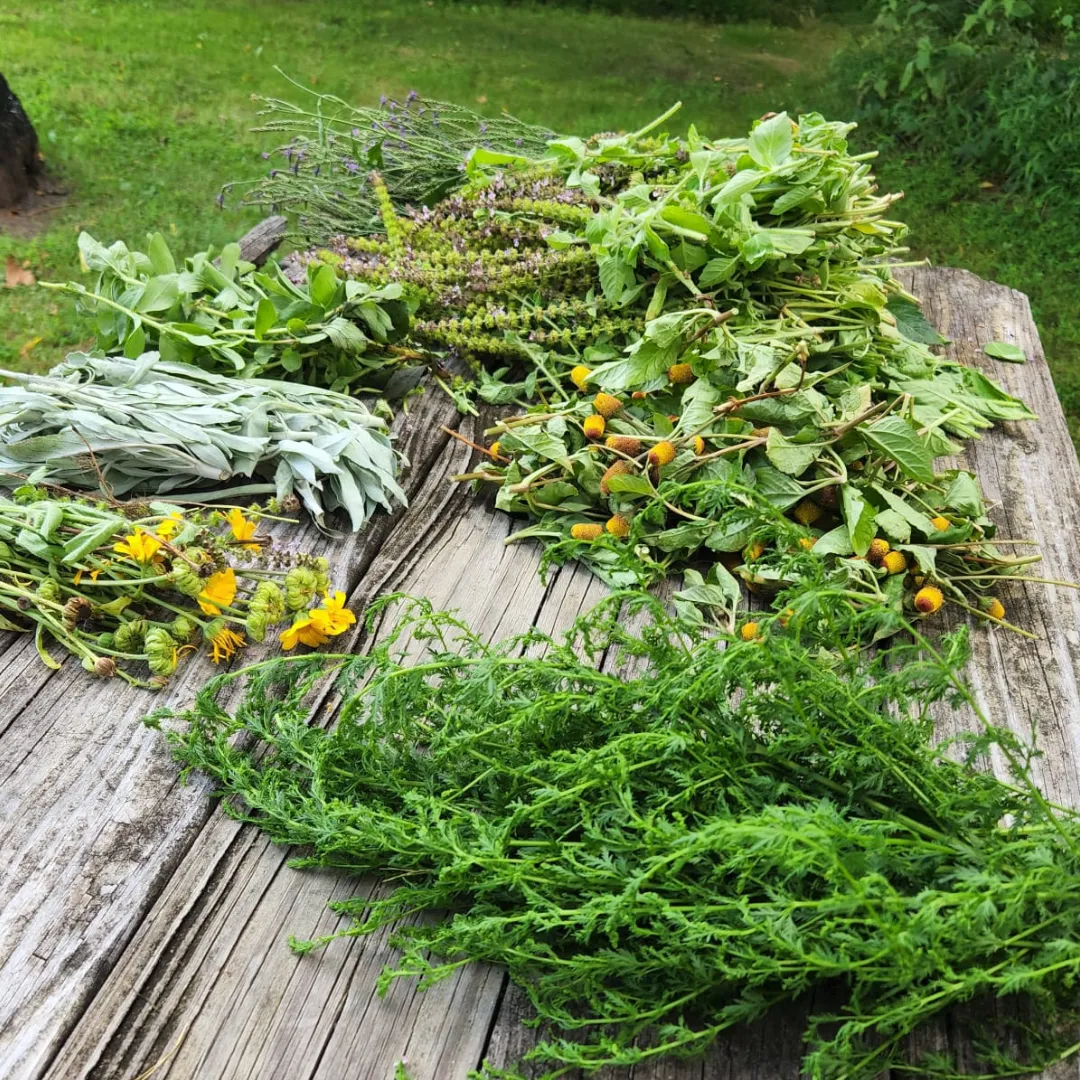 2025 Wild & Weedy: Plant ID & Nature Walk