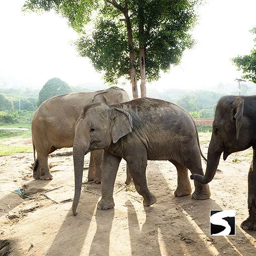 Koh Samui Elephant Haven - Animal Activity
