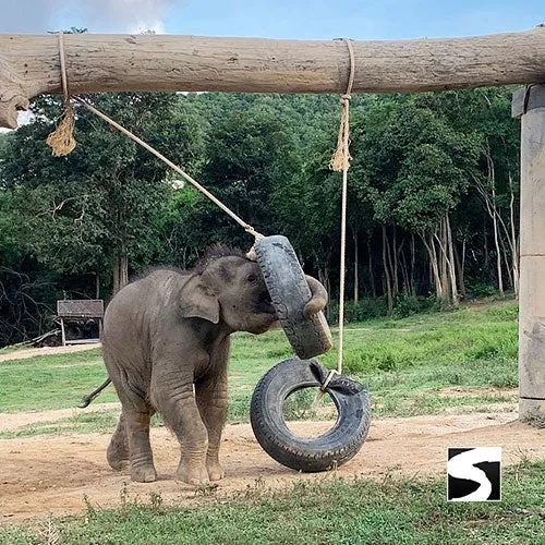 Koh Samui Elephant Haven - Animal Activity