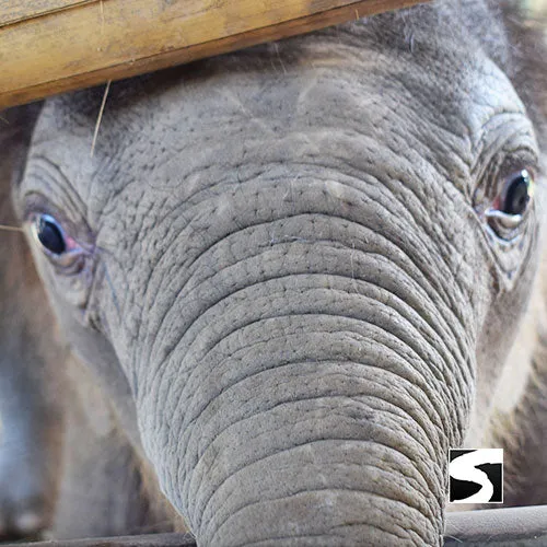 Koh Samui Elephant Haven - Animal Activity