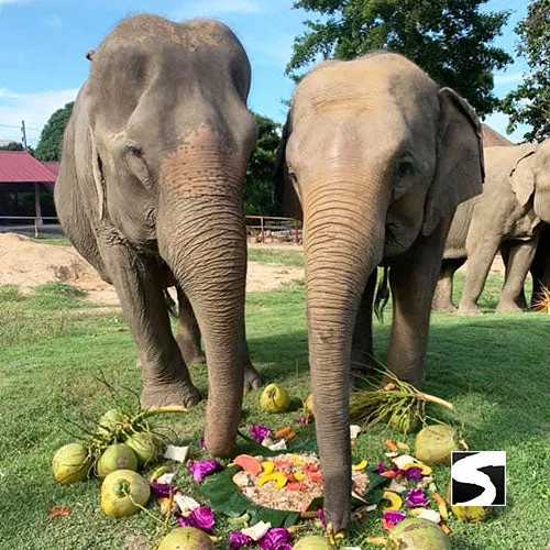 Koh Samui Elephant Haven - Animal Activity