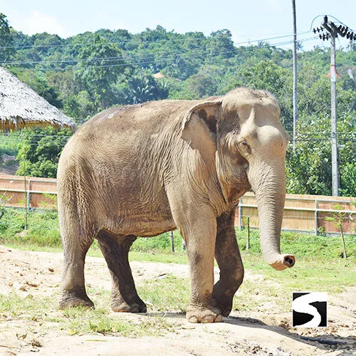 Koh Samui Elephant Haven - Animal Activity