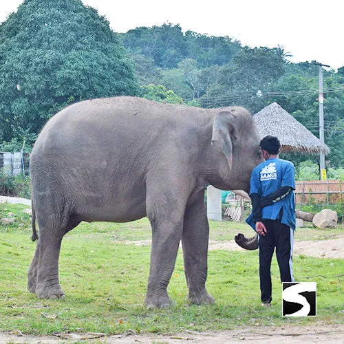 Koh Samui Elephant Haven - Animal Activity