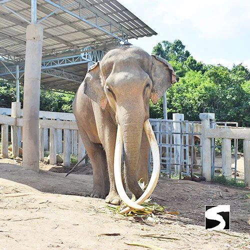 Koh Samui Elephant Haven - Animal Activity