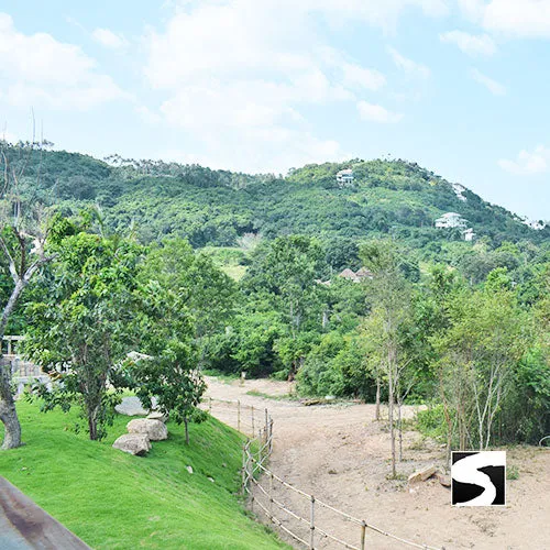 Koh Samui Elephant Haven - Animal Activity